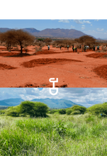 Lade das Bild in den Galerie-Viewer, Einen Baum pflanzen